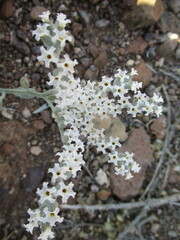 Image of Heliotropium tubulosum