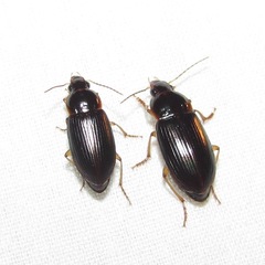 Notiobia