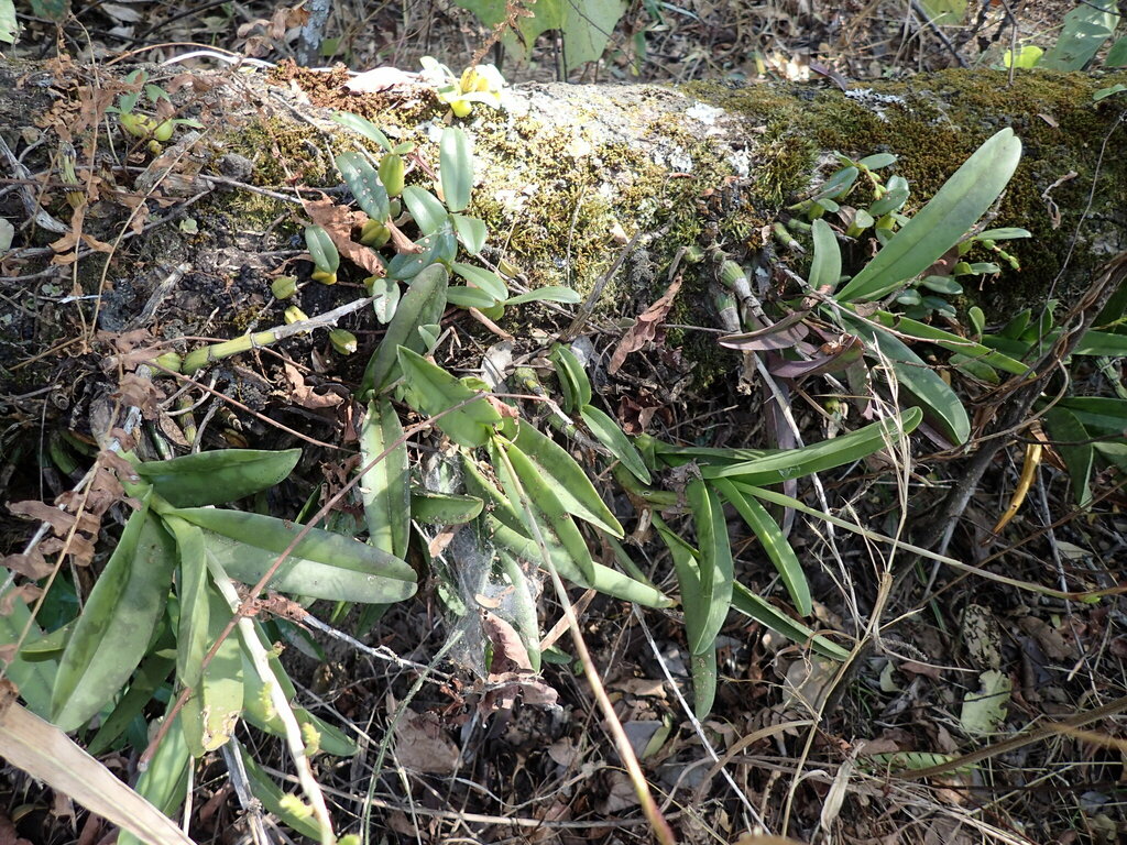 Polystachya golungensis