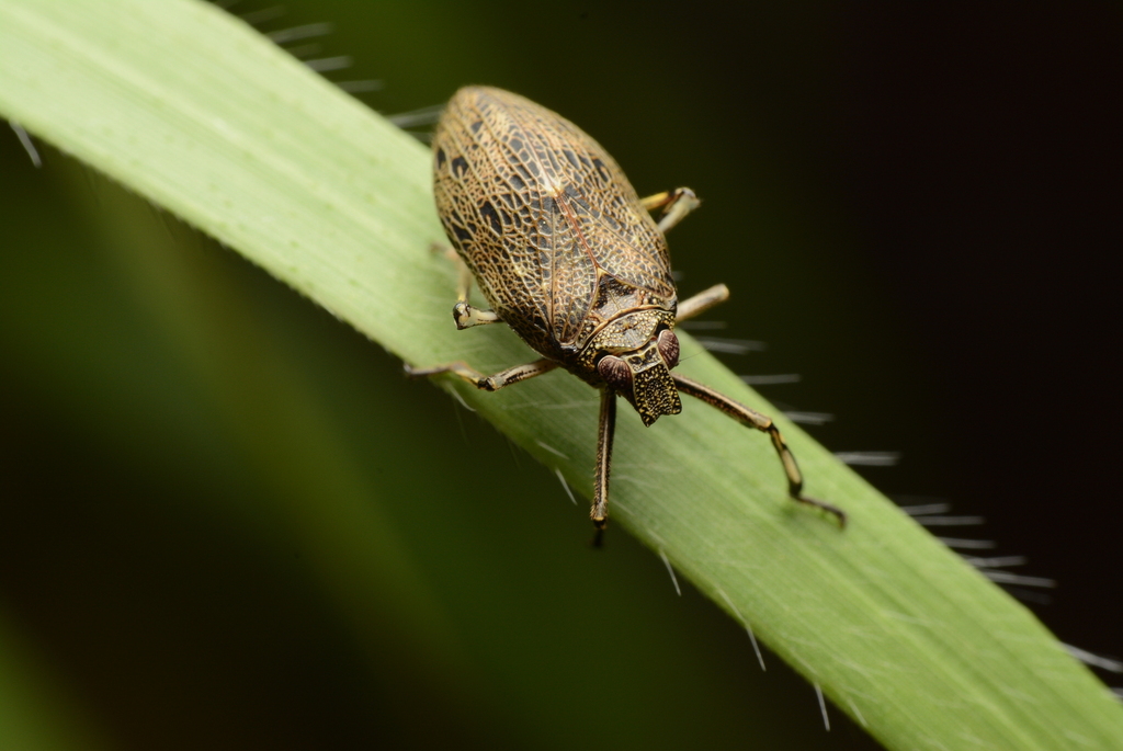 Fortunia sinensis from 台灣台中市 on June 11, 2023 at 10:42 AM by ...