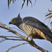 Pacific Baza - Photo (c) Anthony Katon, some rights reserved (CC BY-NC), uploaded by Anthony Katon