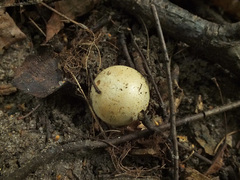 Cortinarius talus