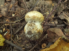Cortinarius talus