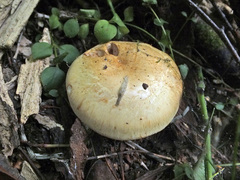Cortinarius talus
