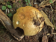 Cortinarius talus
