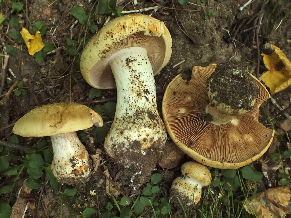 honey webcap