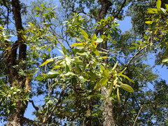 Leafy Jewel Orchid (Phyllocosmus)