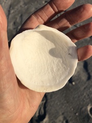 Pegophysema schrammi
