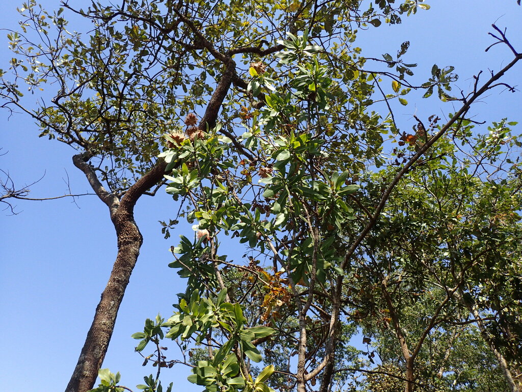 Angolan protea (Protea angolensis)