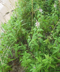 Teucrium canadense canadense