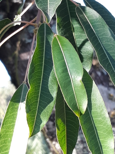 Sapium glandulosum