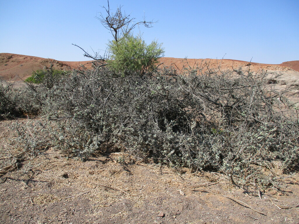 Combretum wattii (Combretum wattii)
