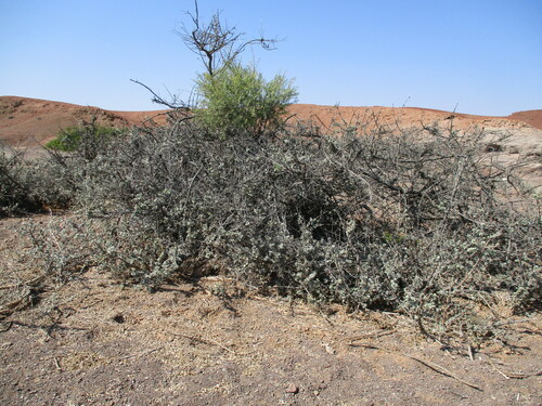 Kaoko Bushwillow (Combretum wattii)