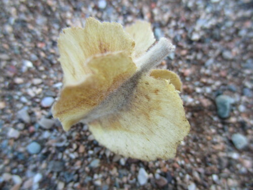 Image of Combretum wattii by no rights reserved