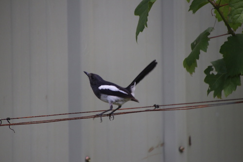 Philippine Magpie-Robin (Copsychus mindanensis), photo 7