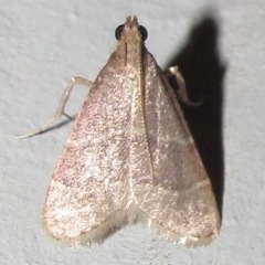 Arta epicoenalis