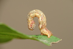 Pseudocollix hyperythra