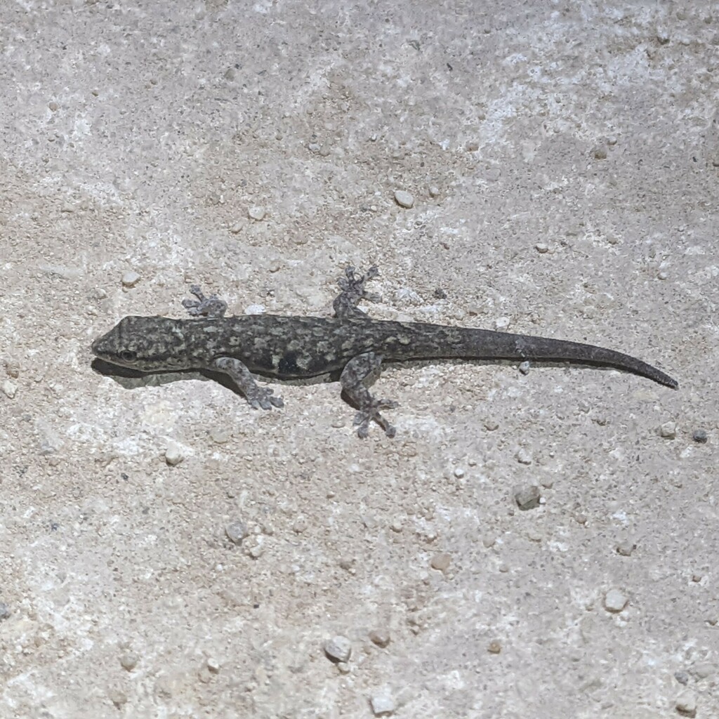 Lygodactylus heeneni