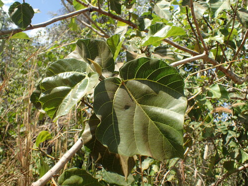 Haroni fig (Ficus vallis)