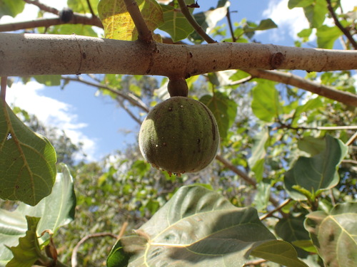 Ficus vallis-choudae, photograph 1