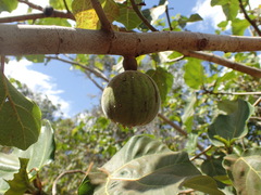 Ficus vallis-choudae image
