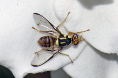 Bactrocera