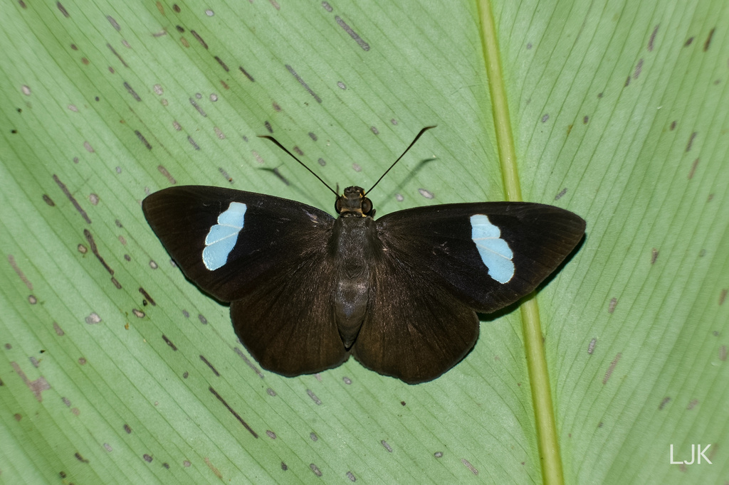 Velvet Flat