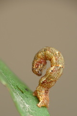 Pseudocollix hyperythra