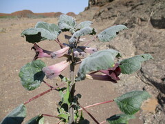 Rogeria adenophylla subsp. rosea image