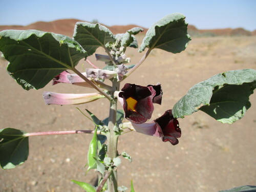 Rogeria adenophylla (Rogeria adenophylla)
