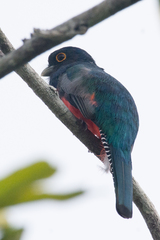 Trogon curucui