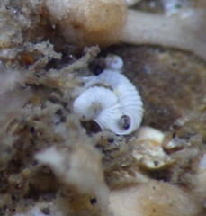 Protolaeospira eximia