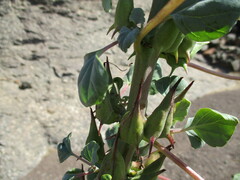Rogeria adenophylla subsp. rosea image