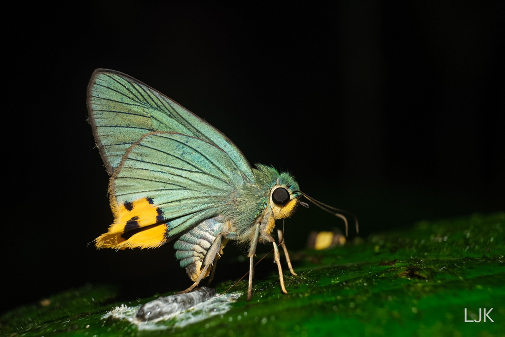 Choaspes subcaudata