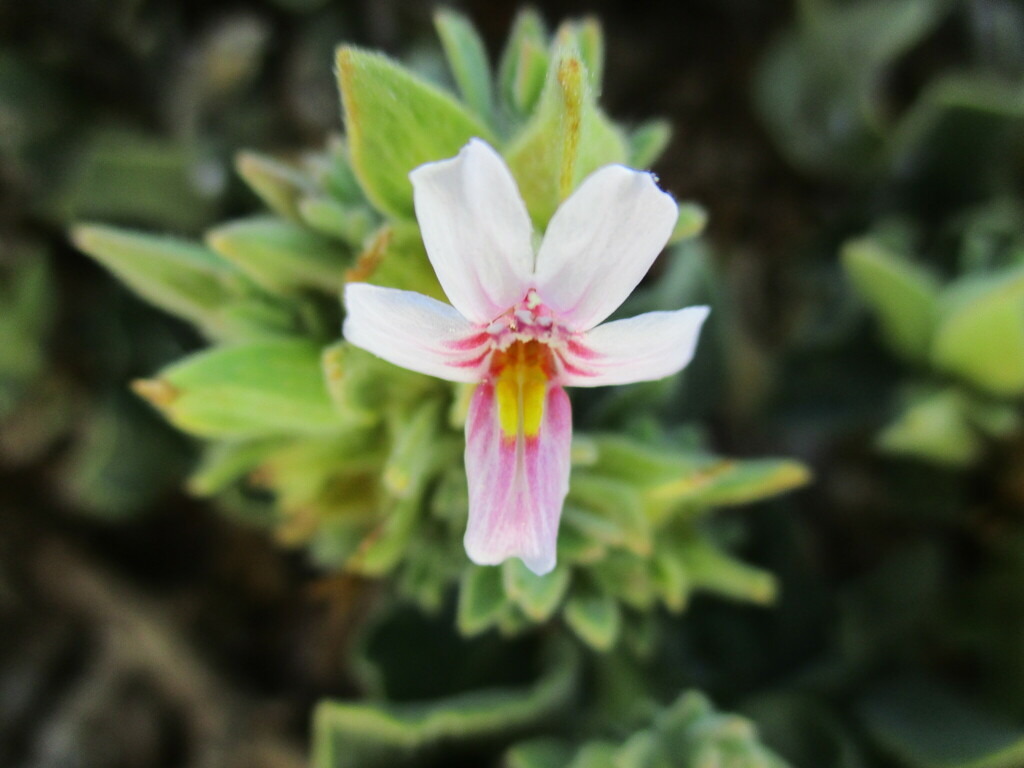 Petalidium angustitubum