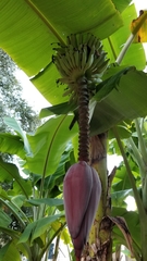 Musa