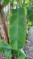 Musa