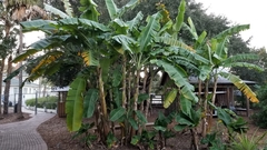 Musa