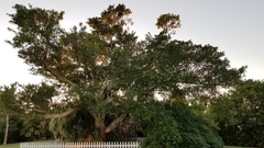 Ficus aurea