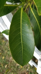 Ficus aurea