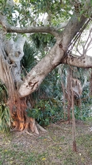 Ficus aurea