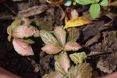 Fittonia