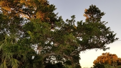 Ficus aurea