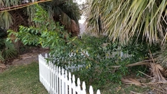 Ficus aurea