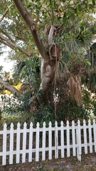 Ficus aurea