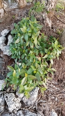 Ficus aurea