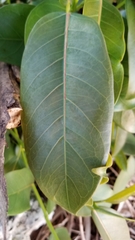Ficus aurea