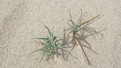 Johnstonella costata