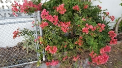 Bougainvillea