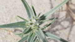 Johnstonella costata